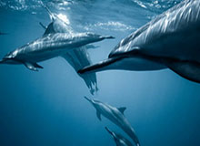 《堕落之主2》发行商谈续作:四肢皆可斩断 剧情与经验全面进化